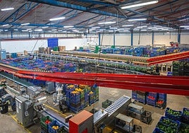 Agroponiente incrementa un 18% su volumen en los primeros meses de campaña