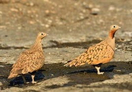 Ejemplares de ganga ortega, aves en peligro de extinción.