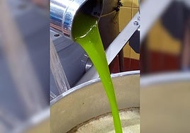 Las almazaras apuestan cada vez más por elaborar aceite temprano.
