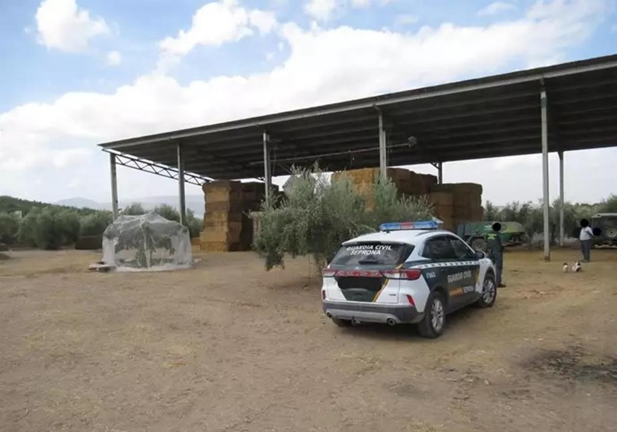 Inspección de las explotaciones donde se ha localizado las balas de ensilado de triticale