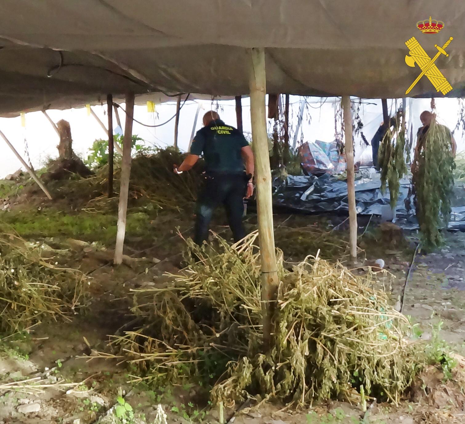 Marihuana intervenida en invernaderos de Gérgal