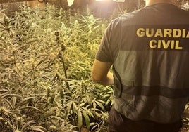 Incautación de más de 3.000 plantas de cannabis sativa en Atarfe hace unos meses.