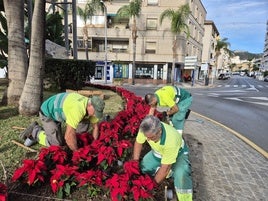 Operarios colocando las flores de pascua en Almuñécar.