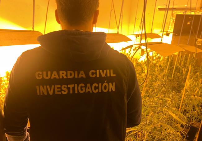 Marihuana hallada en una plantación descubierta en Pinos Puente.