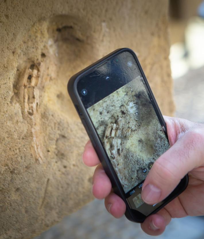 Imagen secundaria 2 - Descubriendo los fósiles en la torre de la Catedral. 