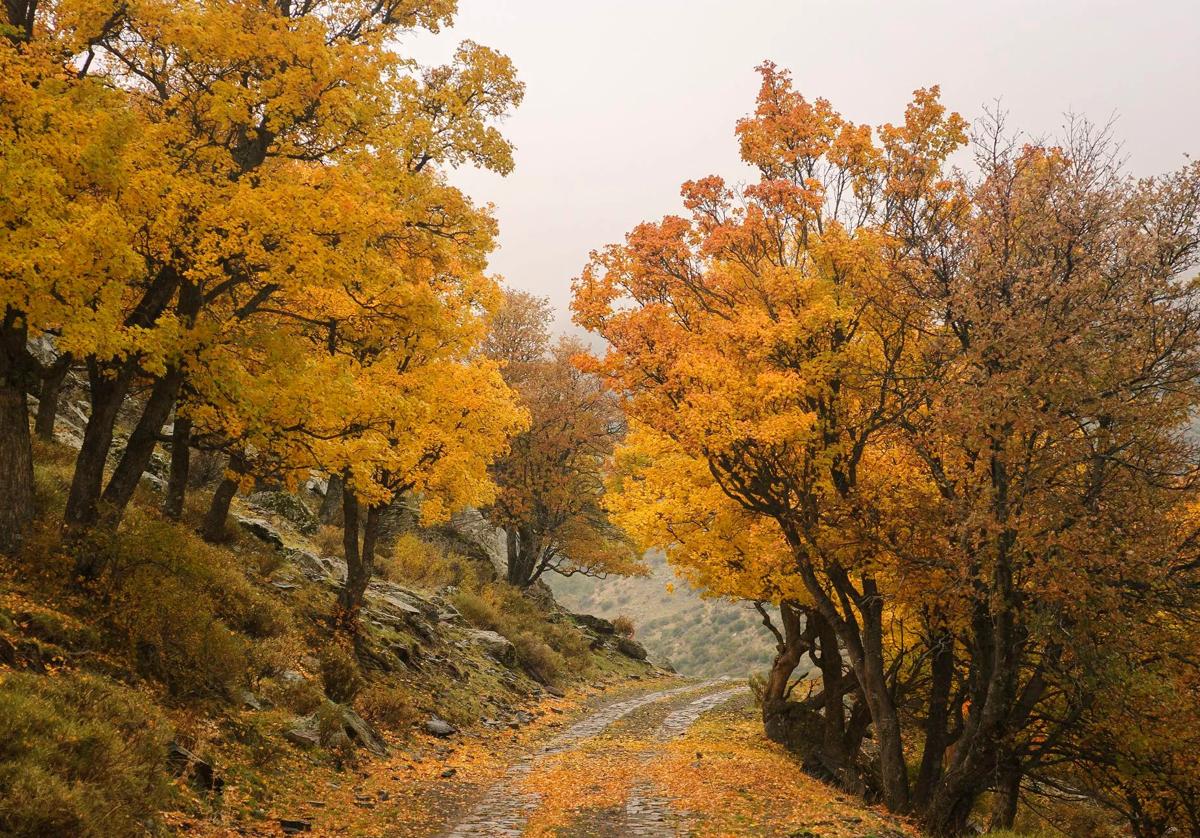 Ruta por el 'Bosque Encantado' de Granada.