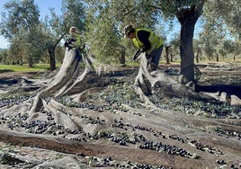 Mujeres recogiendo aceituna en un tajo de Mancha Real, en una imagen de archivo.