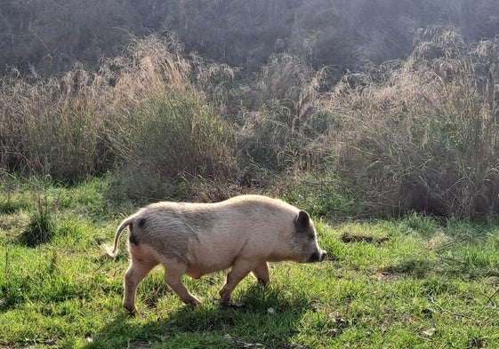 Ejemplear de cerdo visto en la Fuente de la Bicha.