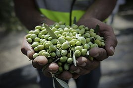 Un agricultor muestra un puñado de aceitunas.