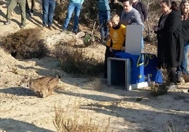 Momento de la liberación del felino.