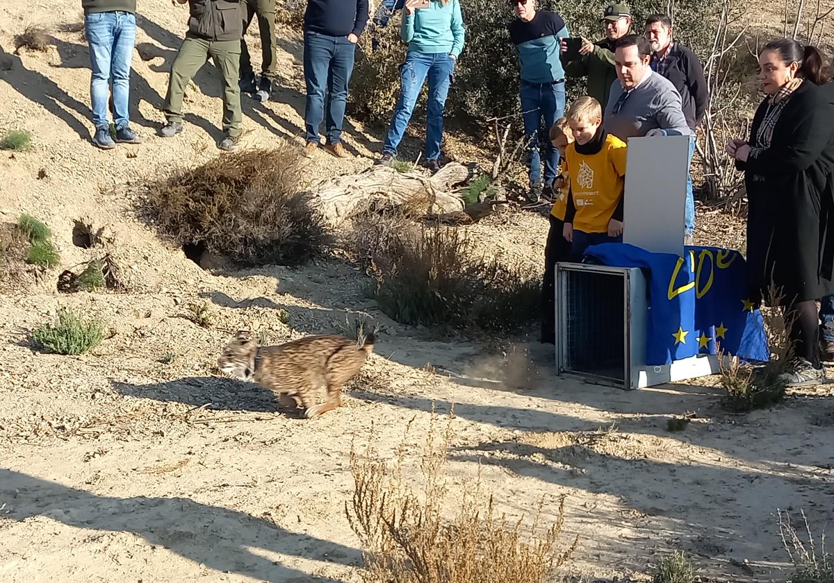 Promueven una nueva área de presencia para el lince ibérico en Sierra María