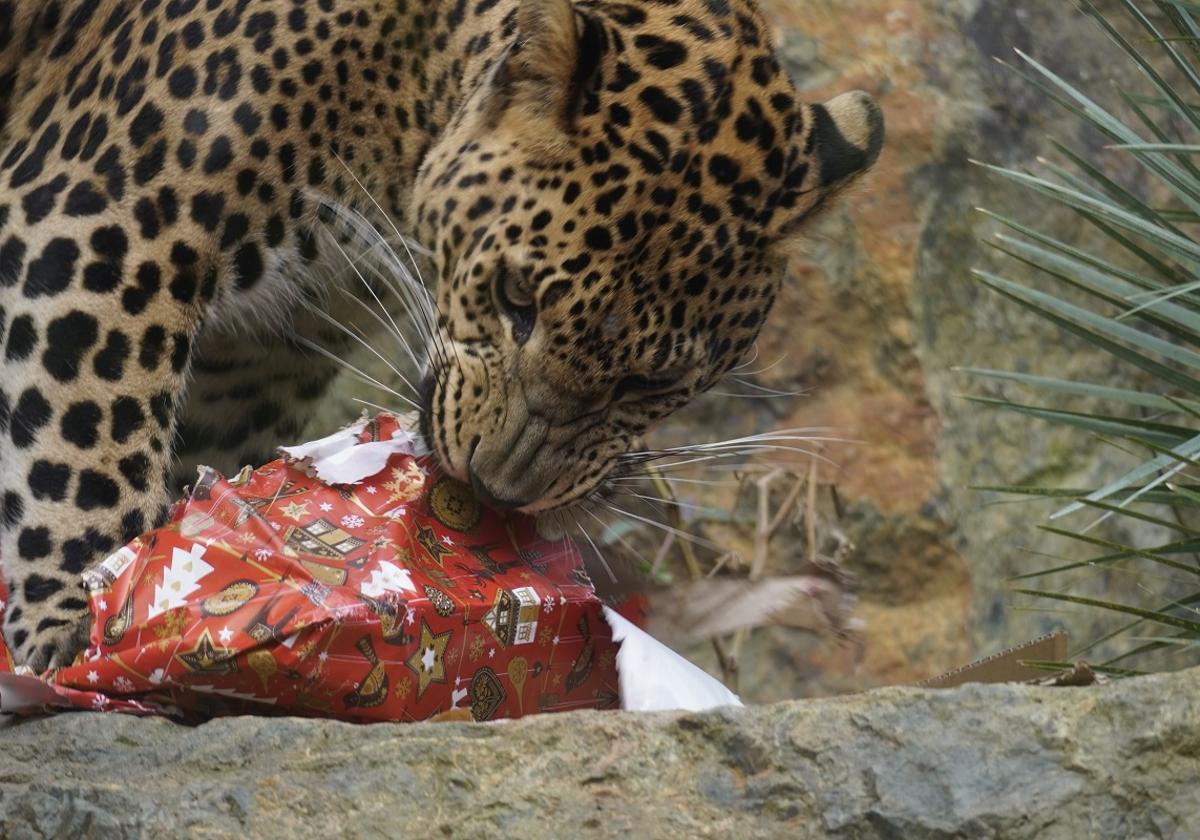 Los peques prepararán el menú de Noche Vieja para los animales de Biopark