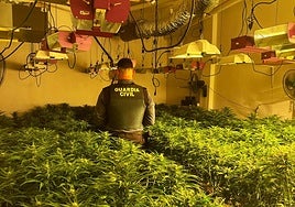 Un detenido tras desmantelar 678 plantas de marihuana en Níjar