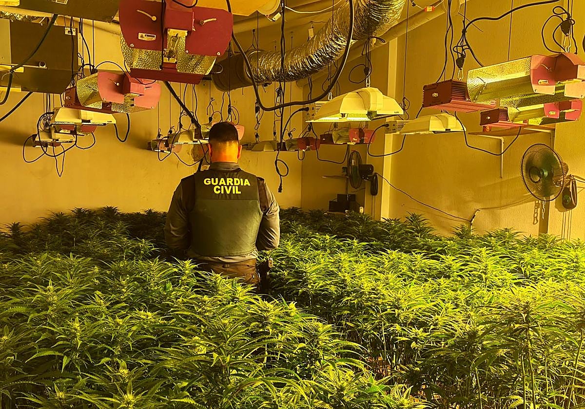 Un detenido tras desmantelar 678 plantas de marihuana en Níjar