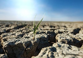 La UAL recibe más de medio millón de euros para dos proyectos sobre sequía
