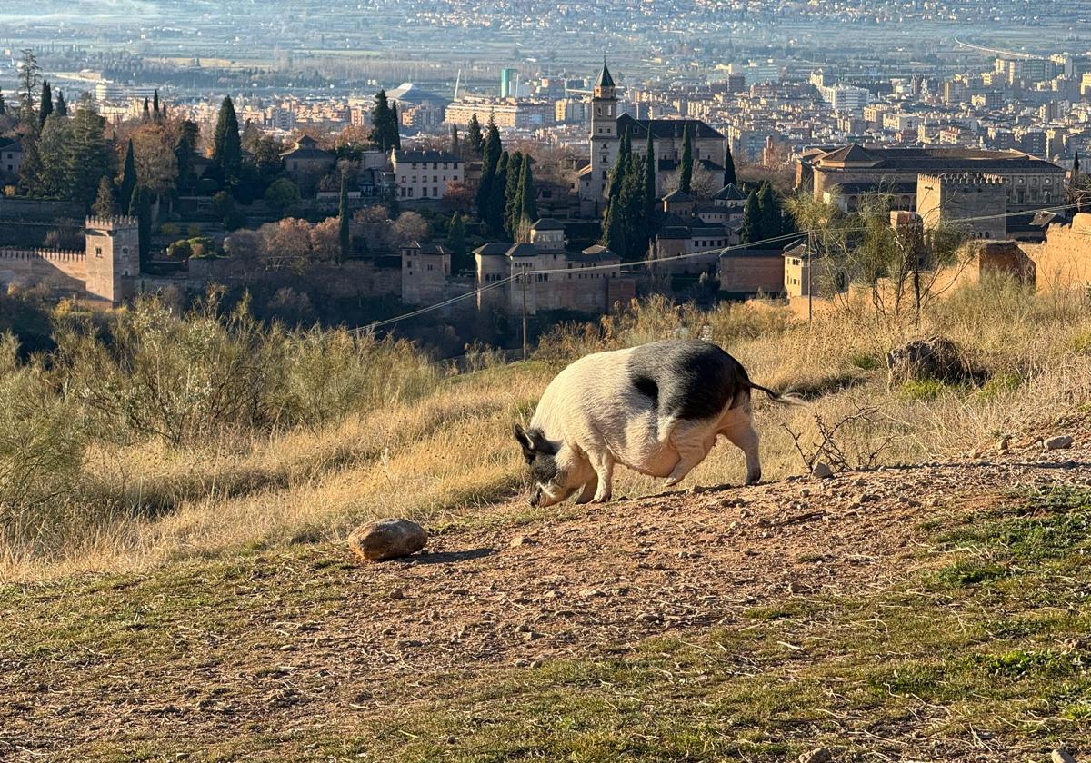 Ejemplar hembra de cerdo que se mueve por el Albaicín.