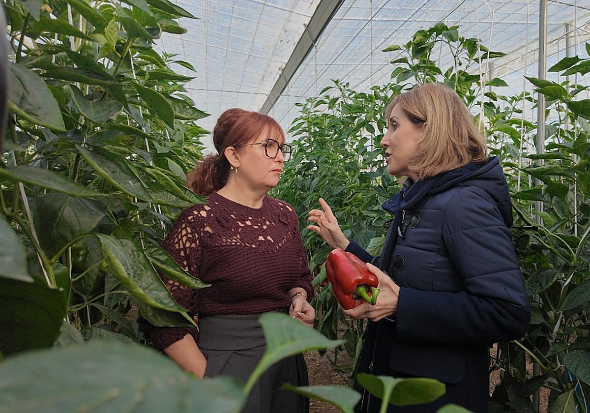 El PP recuerda la importancia de contratar seguros agrarios ante posibles siniestros como los ocurridos con la DANA
