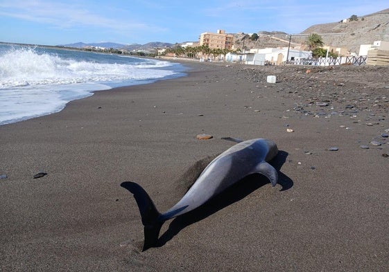 Delfín en El Poazuelo.