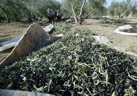 Recolección de aceituna