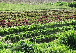 Un webinar aborda los aspectos clave para la financiación de nuevos proyectos agroecológicos