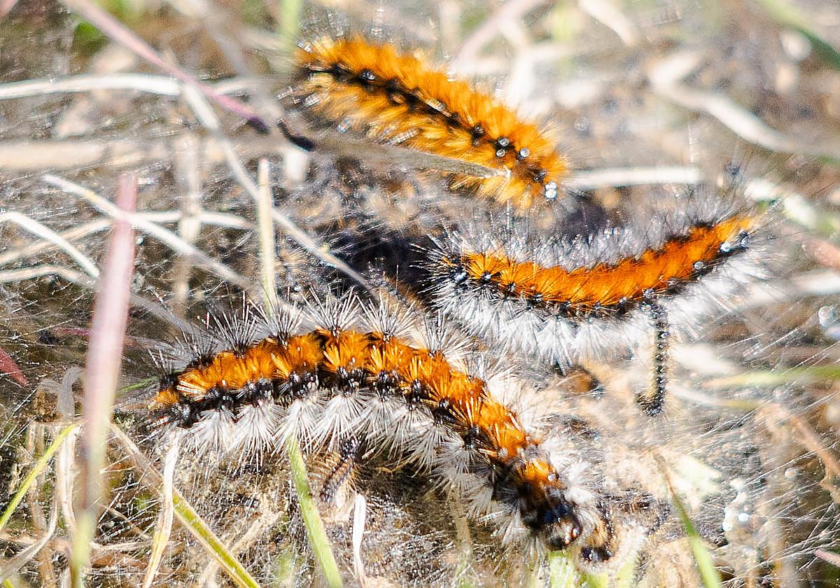 No todas las orugas salen en procesión