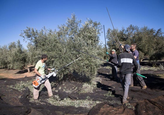 Trabajadores en una finca de aceituna de Iznalloz, en una imagen de archivo.