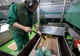 Producción de aceite en la cooperativa Templeoliva de Granada, que comercializa su aceite a través de Dcoop.