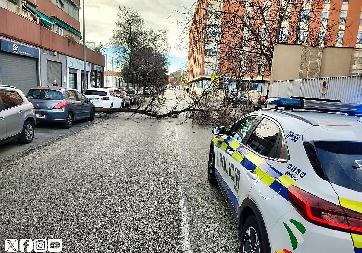 Árbol caído en la calle Félix Rodríguez de la Fuente.