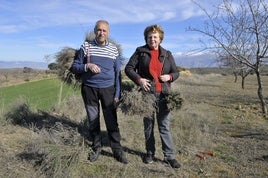 Plácido Lázaro y su mujer María Amelia Villanueva en su finca de Padul recogiendo plantas aromáticas.