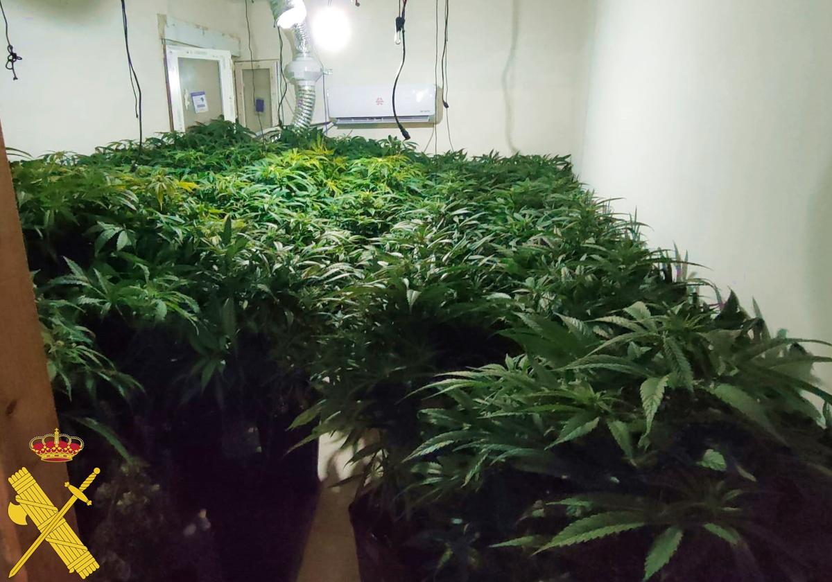 Dos detenidos en Huércal de Almería tras intervenir 101 plantas de marihuana