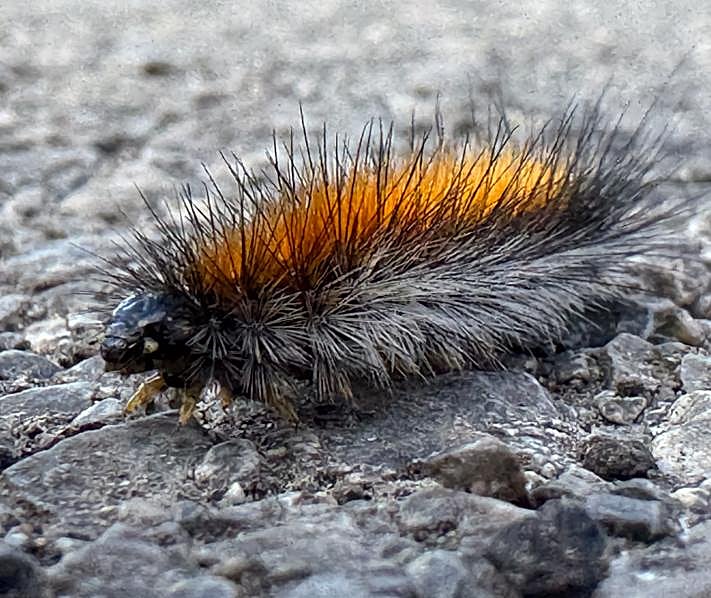 Imagen secundaria 2 - Un operario fumiga a las orugas en un parque de Huétor Vega. Una de las zonas verdes cerradas por el tratamiento con pesticidas. Un ejemplar de oruga de los prados. 
