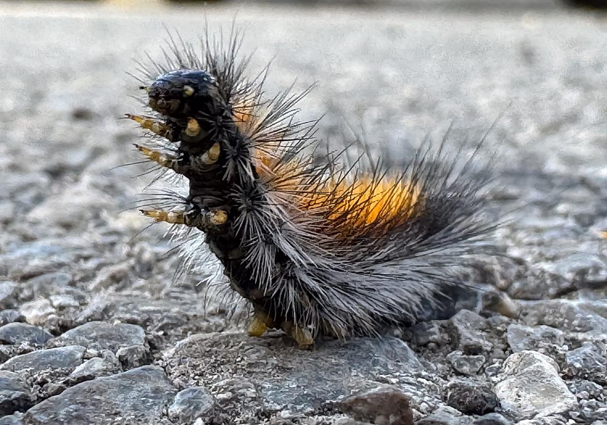 Un ejemplar de oruga de los prados, ayer en Huétor Vega.
