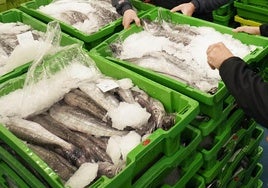 Avisan de la llegada a Europa de la ciguatera, la intoxicación alimentaria a través del pescado