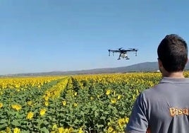 Jesús polinizando girasol con un dron.