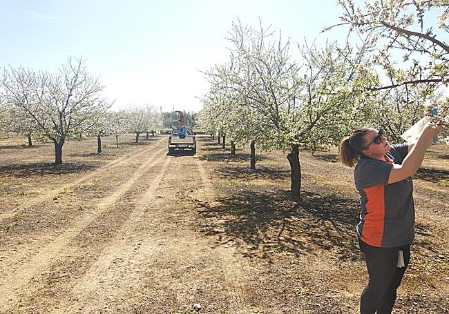 Eva embolsando flores de almendro .