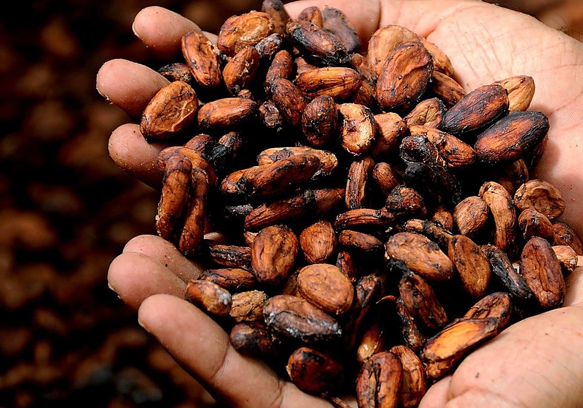 Un estudio en ratones identifica los beneficios del cacao para la memoria y la salud cerebral