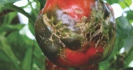 Virus rugoso del tomate.