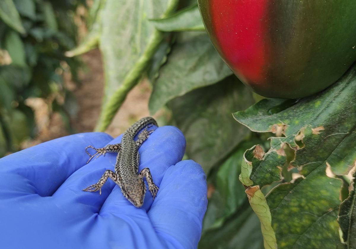 Investigan el uso de reptiles en invernaderos de Almería para optimizar el control biológico de plagas