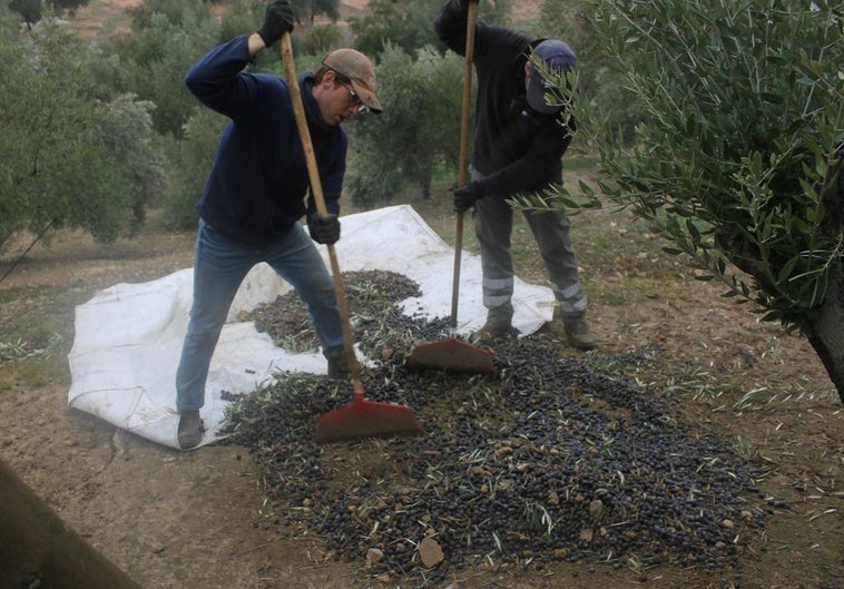 Los jornaleros utilizan los rastrillos para agrupar la aceituna en las mantillas