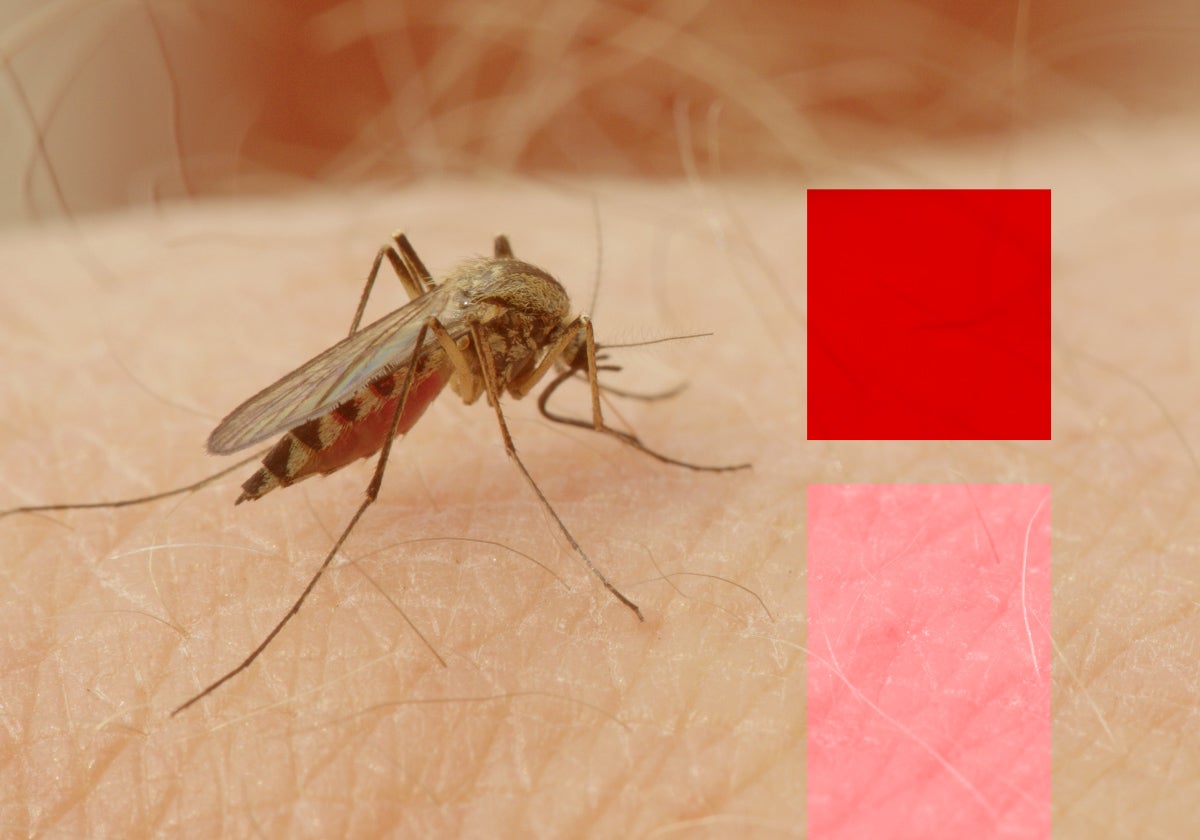 Detectado por primera vez el virus Sindbis en mosquitos de Andalucía