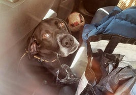 Un perro encerrado en un coche.