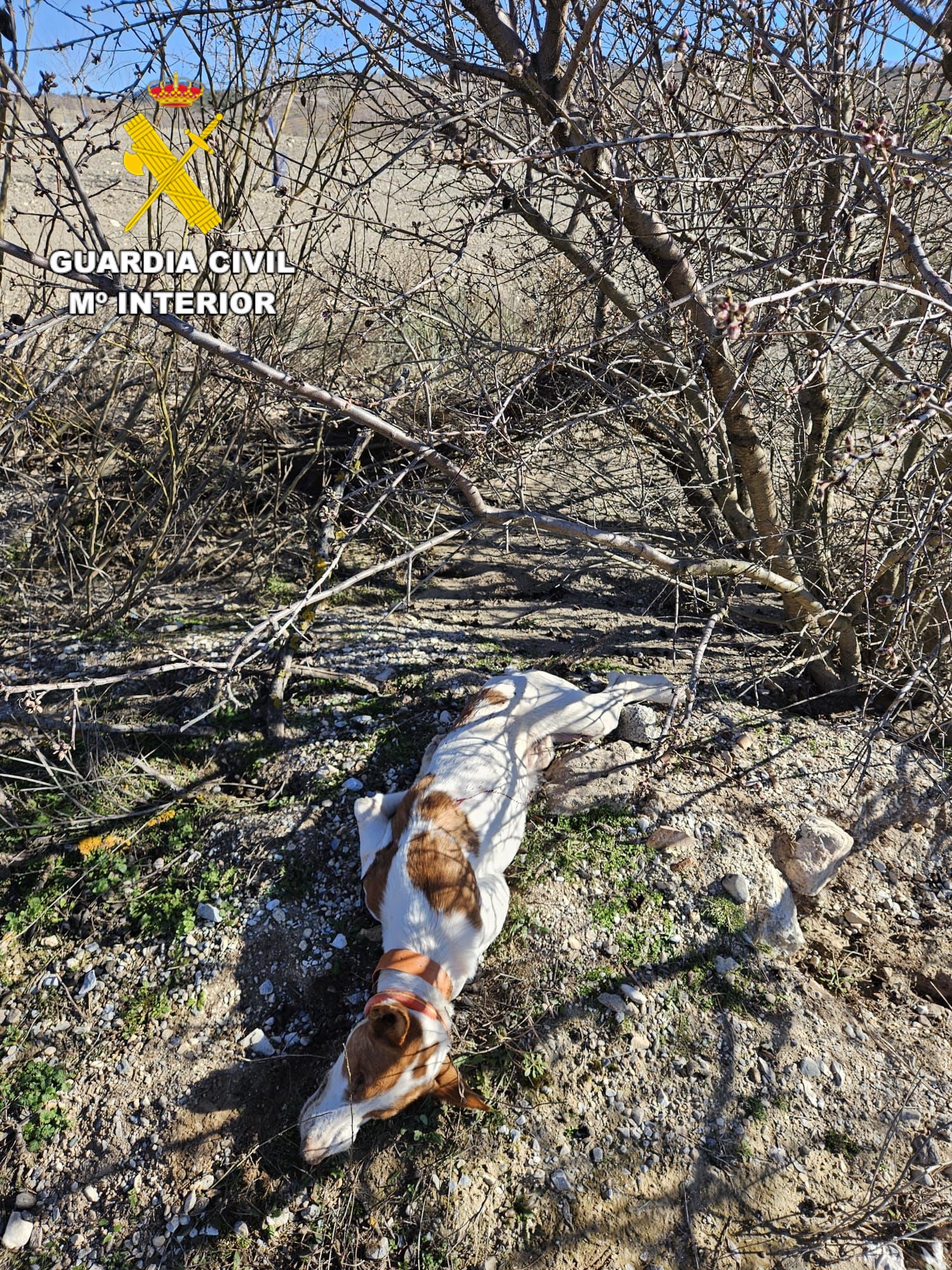 El cadáver del perro asesinado.