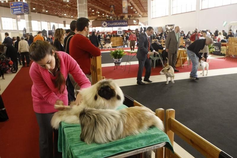 1.500 perros participarán en la tradicional exposición canina que se celebra este fin de semana en Fermasa