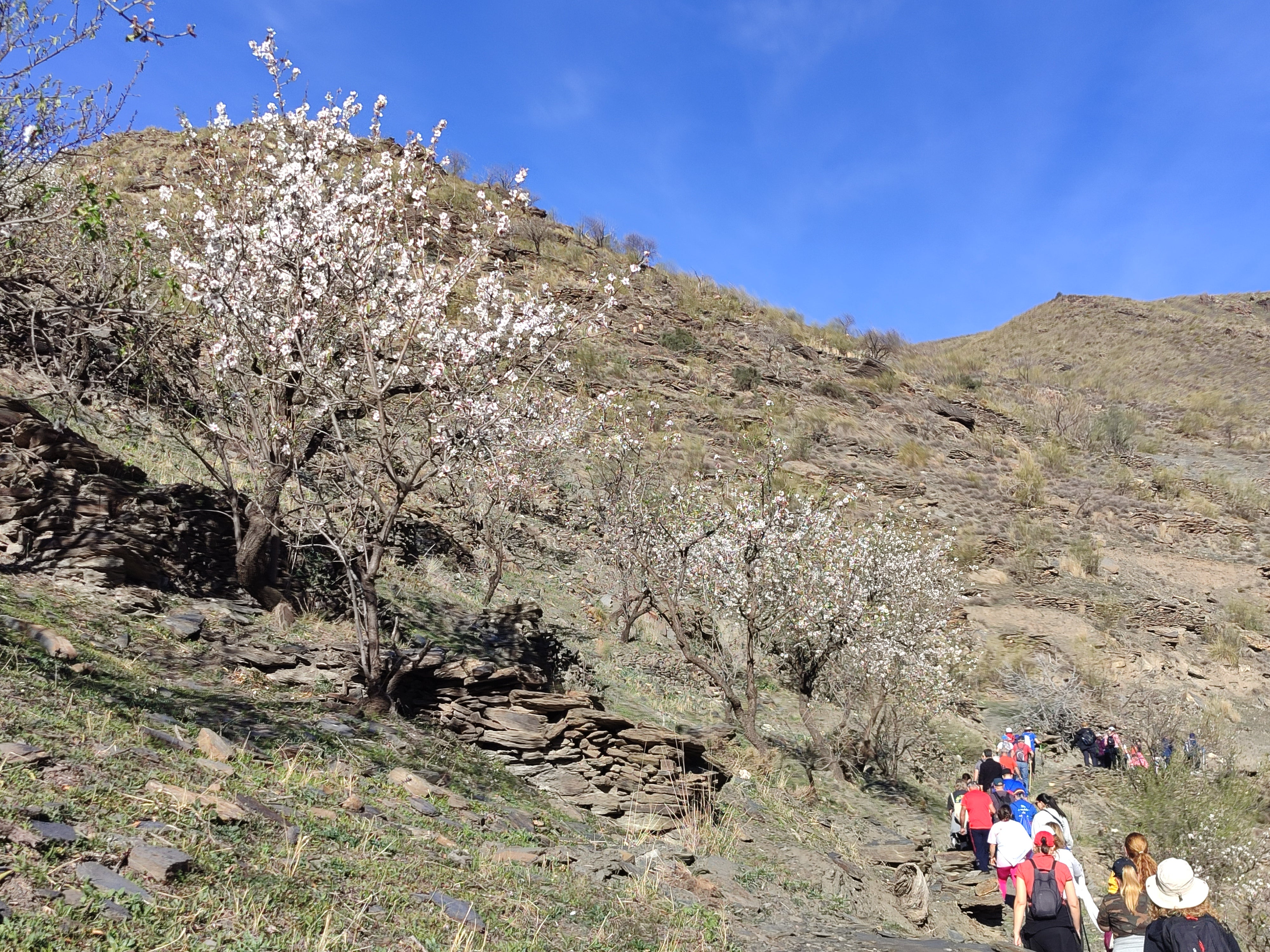 Velefique disfruta en familia de la ruta de almendros en flor
