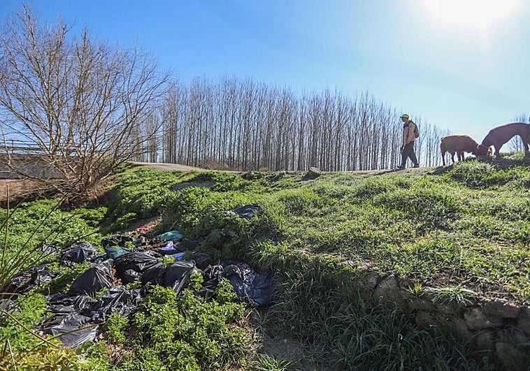Ribera del río Genil, a la altura de Fuente Vaqueros