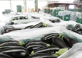 Suspenden desde este sábado la comercialización de segundas categorías de berenjena de invernadero en Andalucía