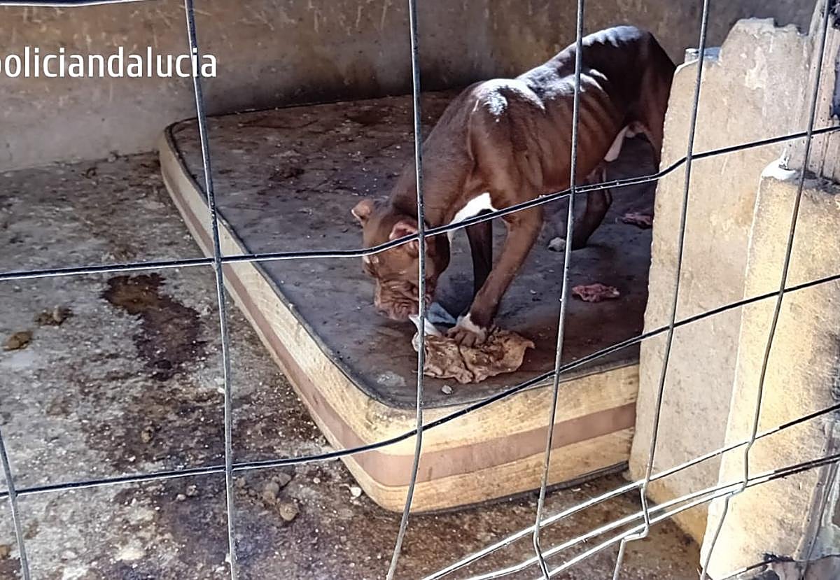 Deja a 23 perros abandonados en una nave de Granada sin comer y en condiciones «deplorables»