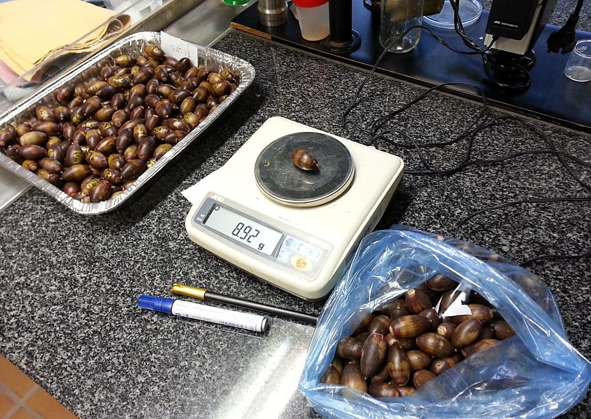 Imagen secundaria 1 - Imágenes de la investigación desarrollada en el Ifapa Camino de Purchil.