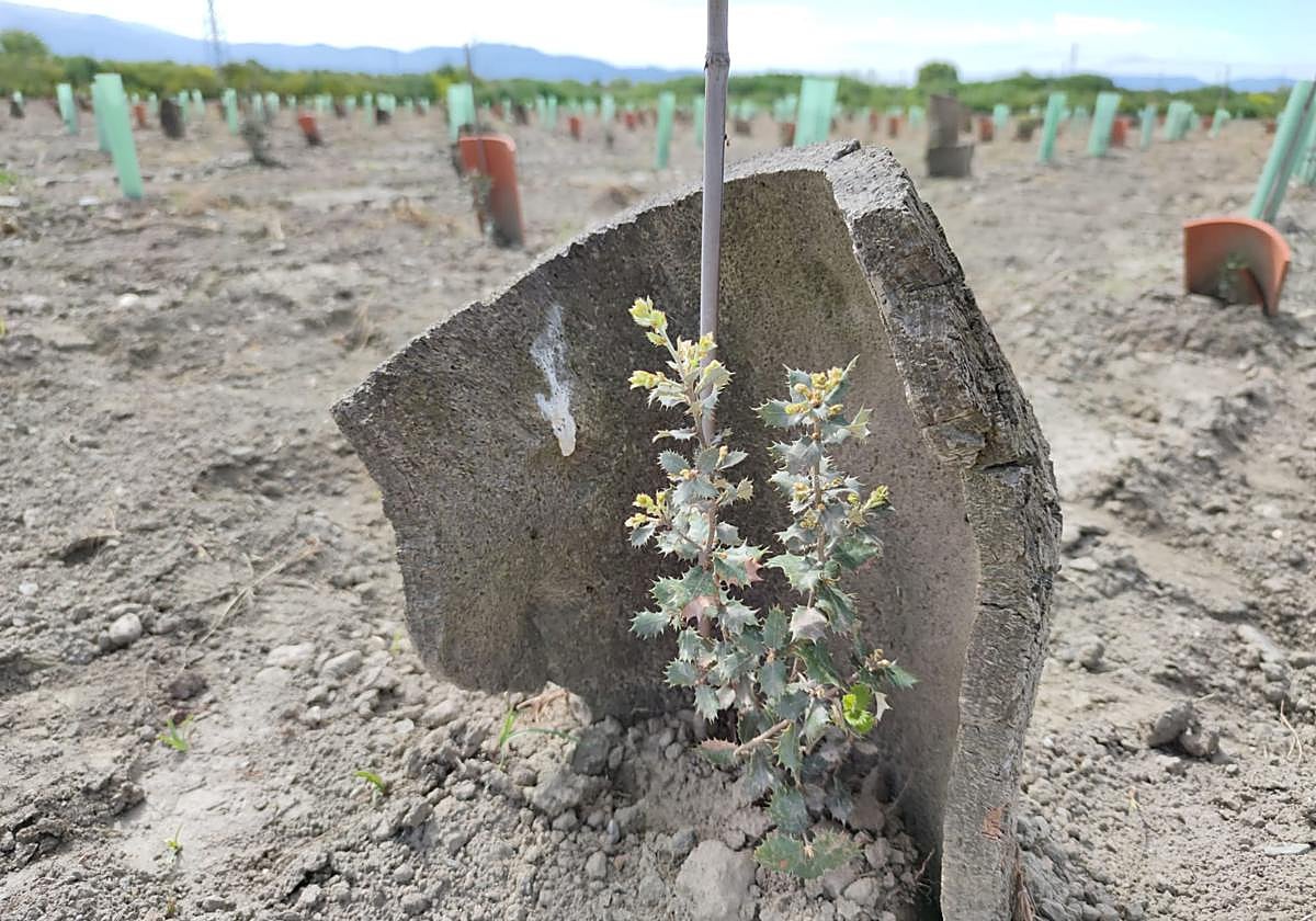 Diferentes tipos de protectores de encinas empleados en el estudio del Ifapa.