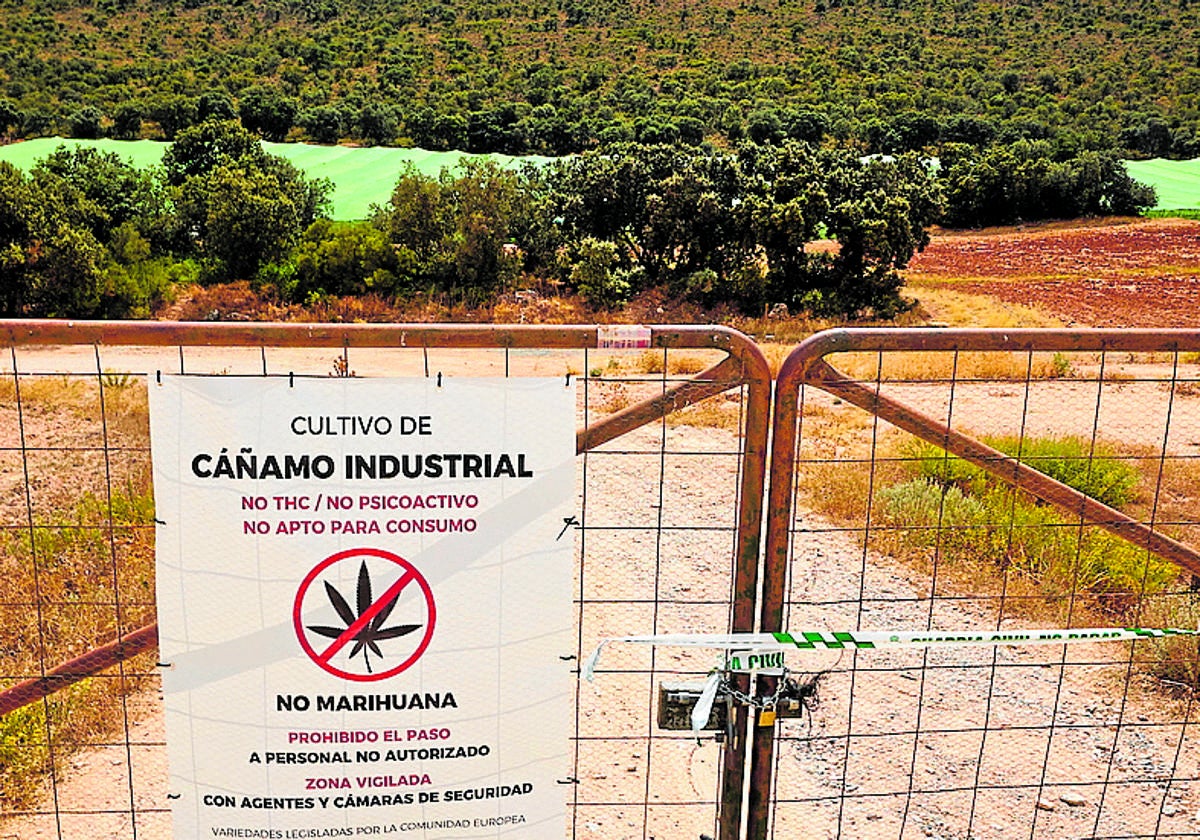 Condenado por tener la mayor plantación de 'maría' de Granada, 98 millones en grifa